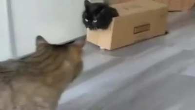 Meowtal Gear Solid