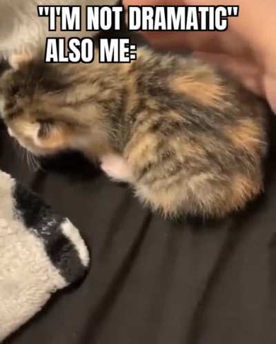 Kitty scream