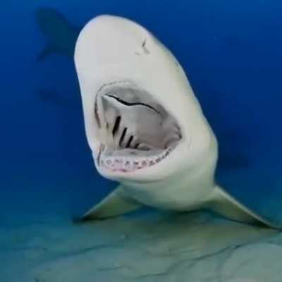 Lemon shark gets a teeth cleaning!!