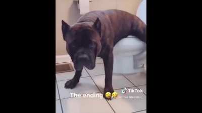 Dog using the toilet