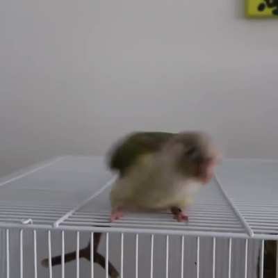 Pickles dancing put a smile on your face