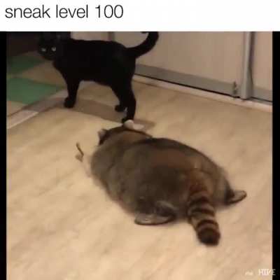Absolute coonit