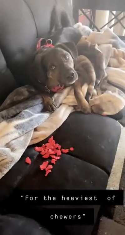 A Tale of Love and Loss, with a hint of revenge. Kyra is a pit husky hound mix and chews with the enthusiasm of all three.