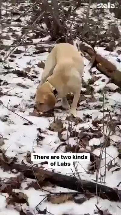 Anybody else have both