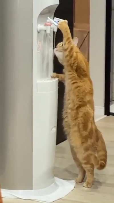 Getting a drink