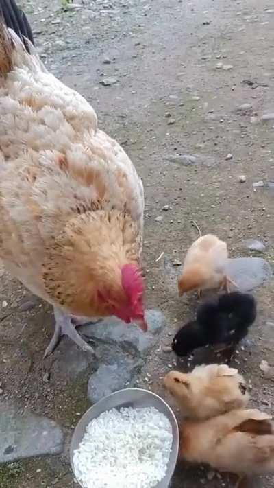 hen feeding her chicken