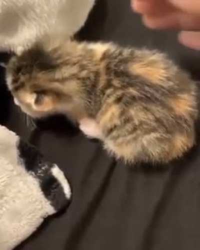 Miau dramático