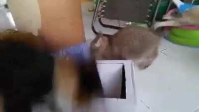 Yoink!