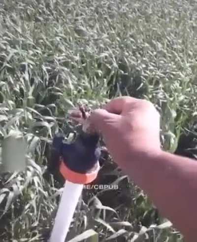 Воздушный змей