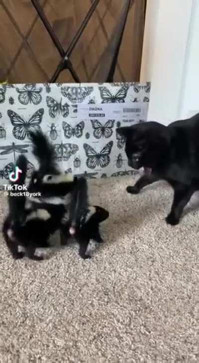 A cat and his unusual friends.