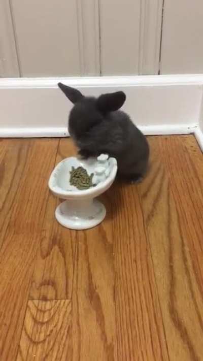 Blueberry! My first rabbit