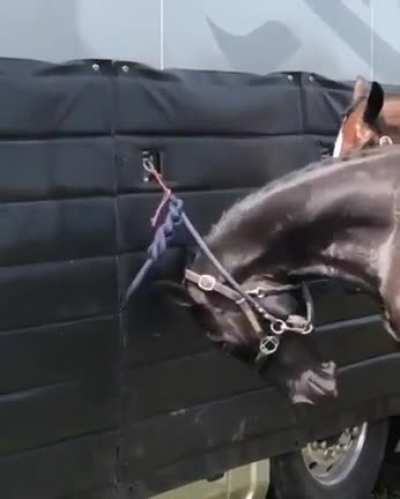 horsey houdini