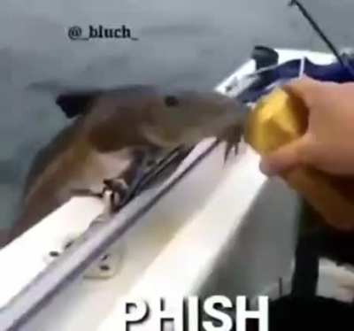 Le fish