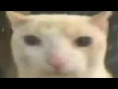 gato.AVI