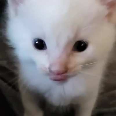 🐈