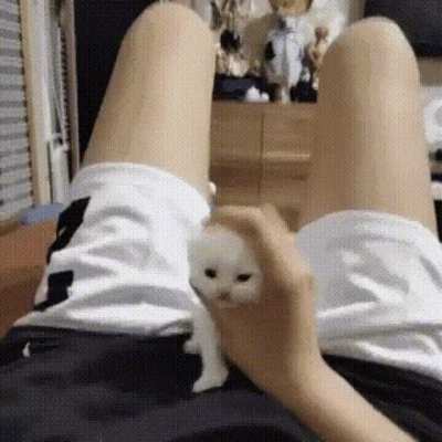 me masturbating my cat