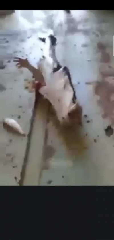 Fish High-five