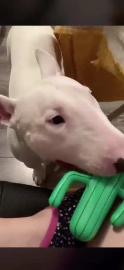 Walter