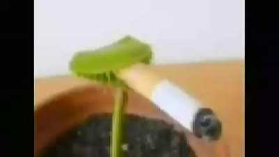 he he smokin