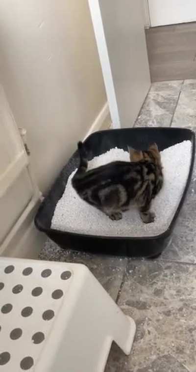 My kitten having a nice wee.
