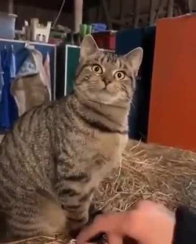 Котик