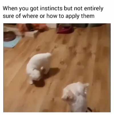 Take another step I dare ya
