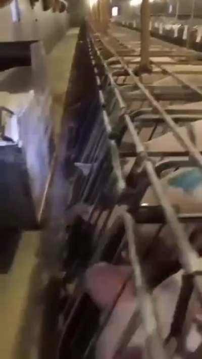 The majority of U.S. sows are in gestation crates for most of their lives