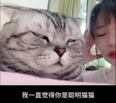 watchcatsdieinside