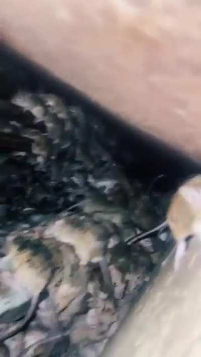 Thanks, I hate rats under my floor