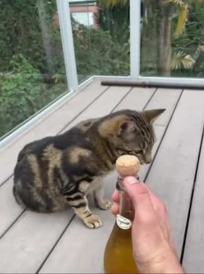 How to scare a cat