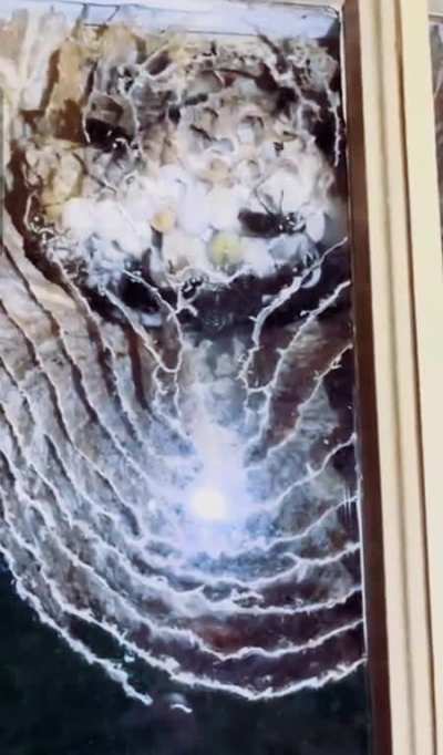 bald-faced wasps install a Hive-Definition Television for homeowners
