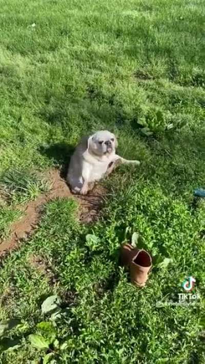 Dog is stuck in a very small hole.