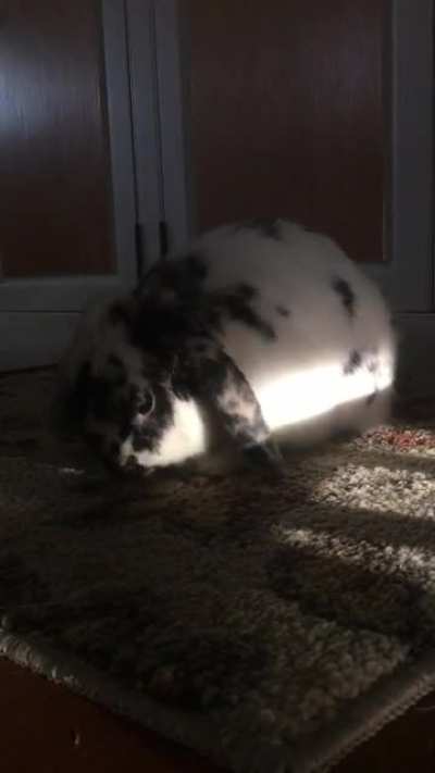 Morning hay pop :)