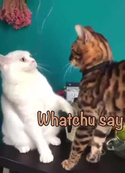 Regretful White Cat