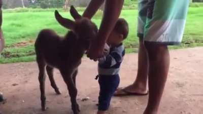 Baby donkey meets baby human.
