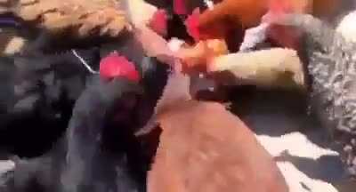 Cursed_chickens
