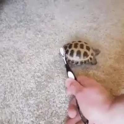 Have tiny turtle credit goes to my freind on discord Misterbars