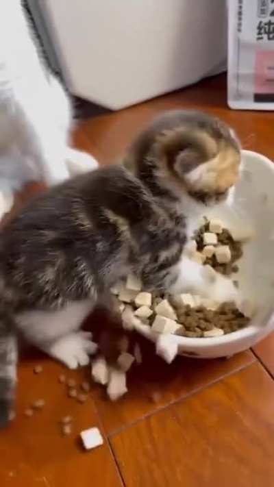 Smol and pawssessive kitty.