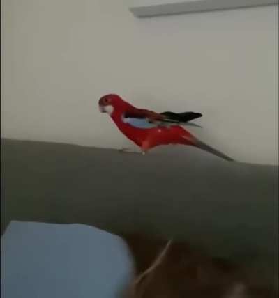 Bird