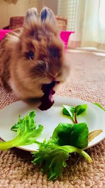 Tea time with Luna, she’s so loud!