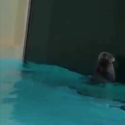 Inspector Otter