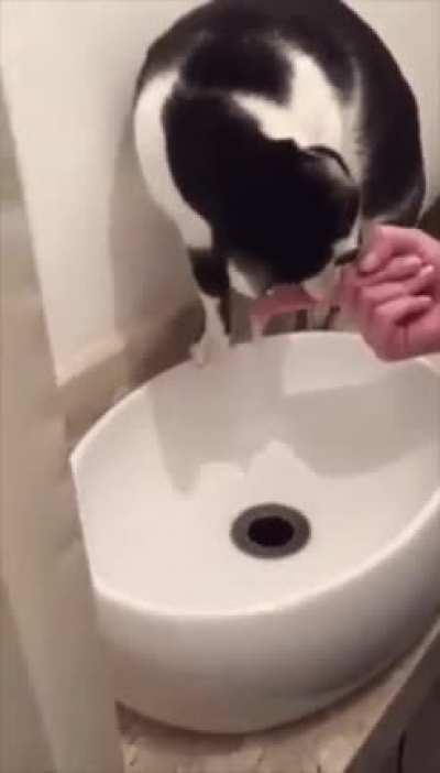 hey hooman, dont move your finger. I SAID DO NOT MOVE YOUR FINGER
