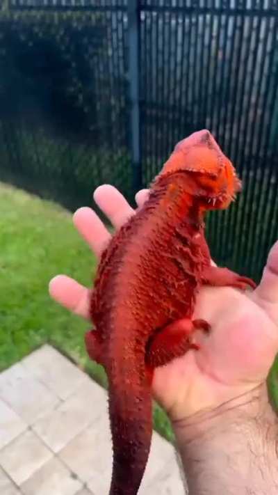 Pogona