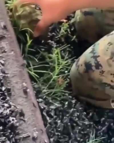 I have a new favourite sound