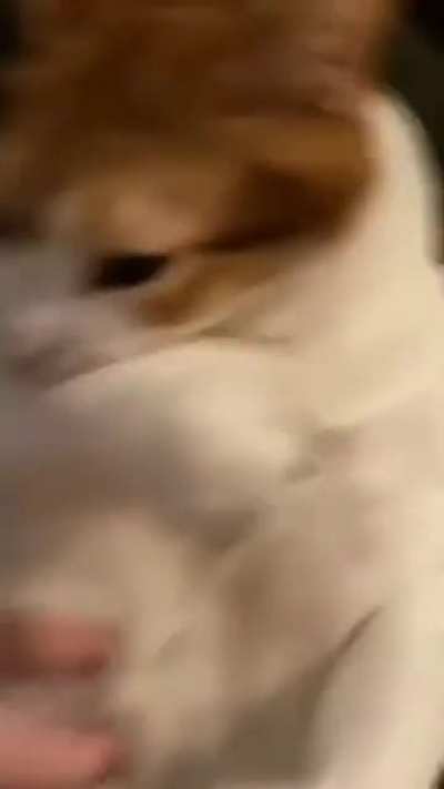 atack on gato