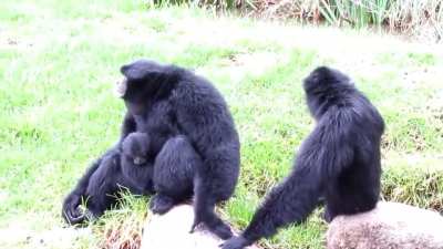 Siamangs may not be great apes but they are GREAT apes