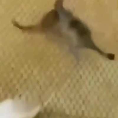 Desafio entender oq tá acontecendo aqui