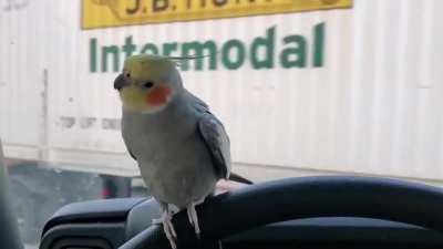 He was so happy until that semi truck came by...