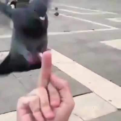 Bird