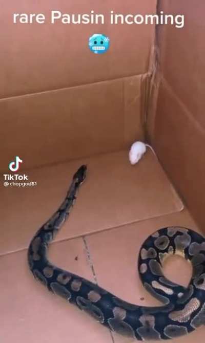 Mouse trick shot